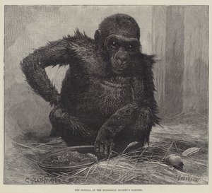 El gorila en los jardines de la Sociedad Zoológica de Charles Whymper
